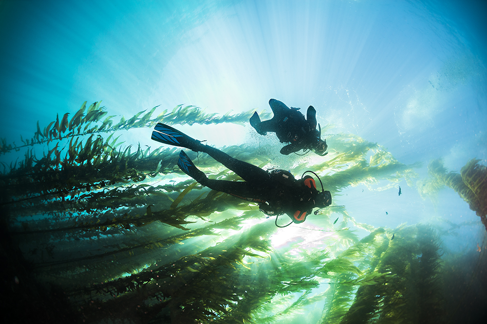 scuba show long beach