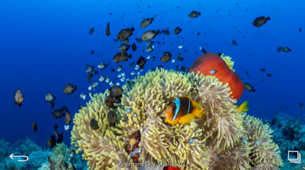 Anemone City - Red Sea