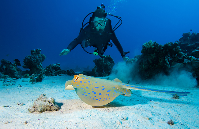 Blue spotted ray Red Sea