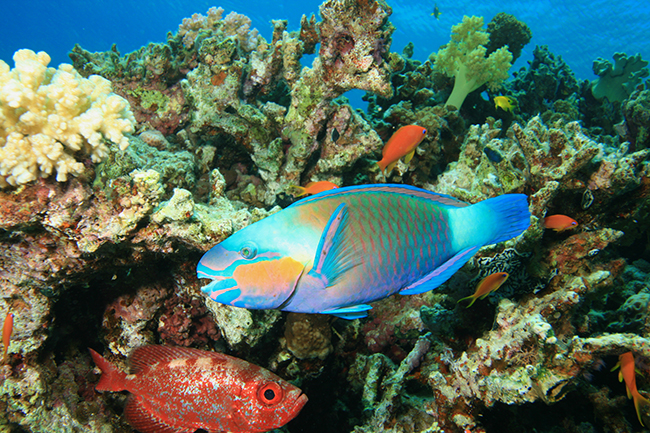 Bullethead parrotfish - Red Sea