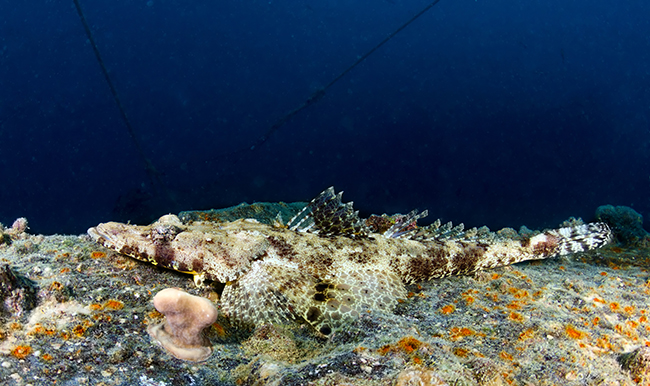 Crocodilefish in the Red Sea