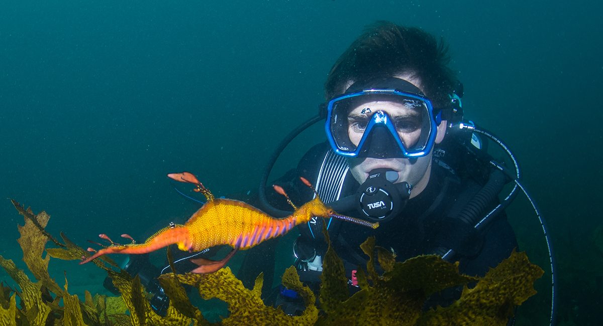 Diving in My Own Backyard – the New South Wales Coastline