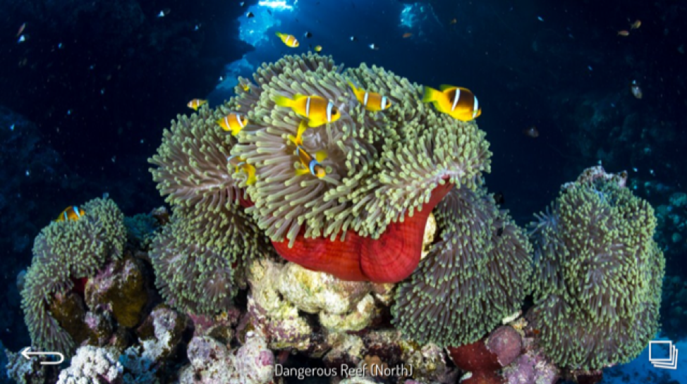 Dangerous Reef - Red Sea