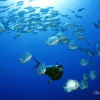Diving in Egypt