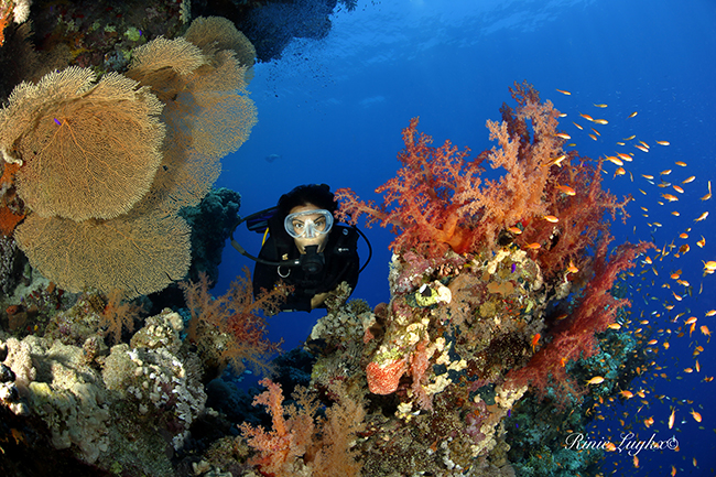 Diving on the reef in Egypt