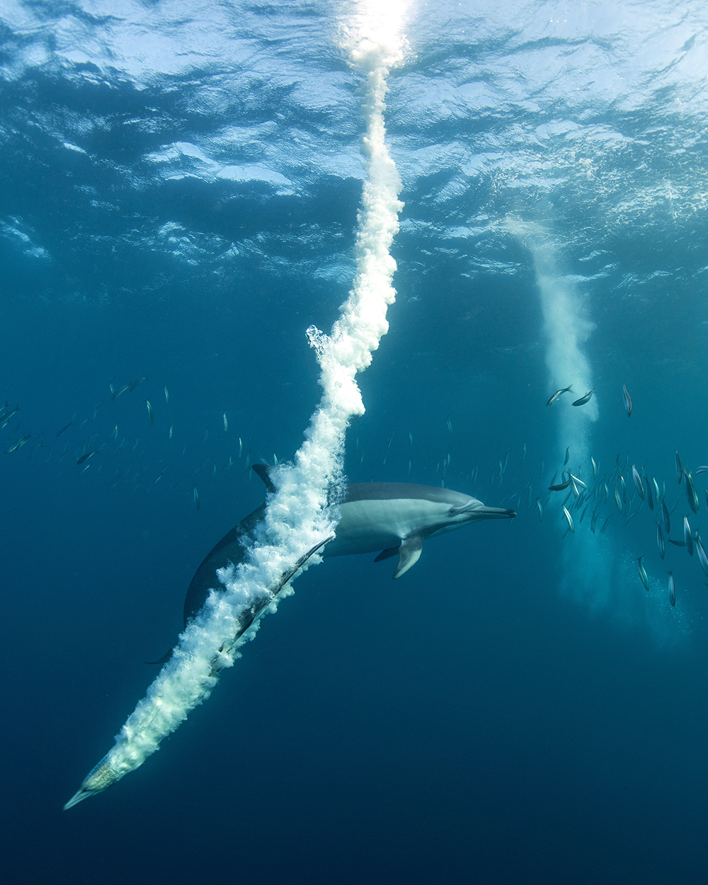 Dolphins, sardine run liveabaord