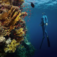 Freediving in the Red Sea