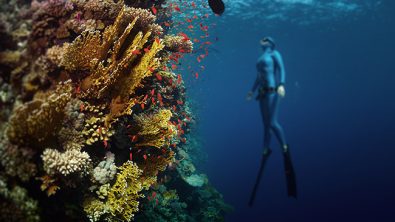 Freediving in the Red Sea