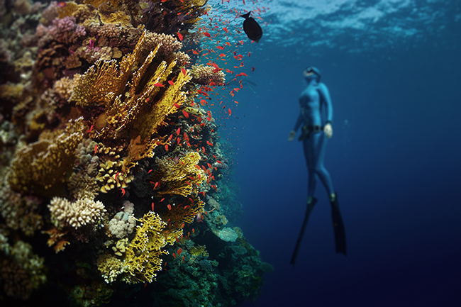 Freediving in the Red Sea