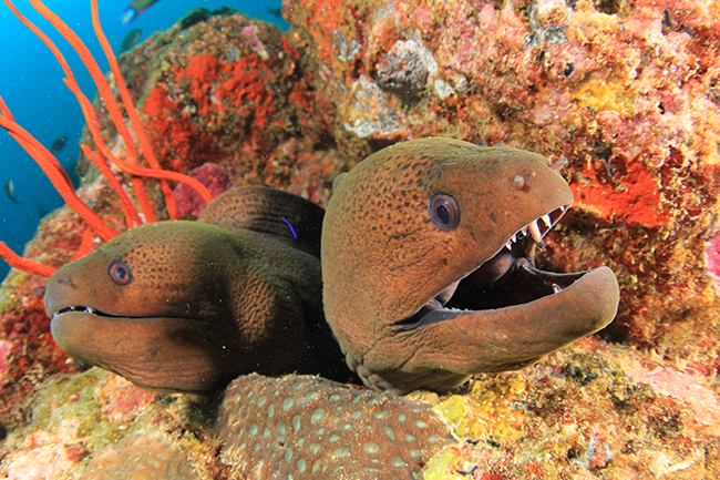 Giant moray