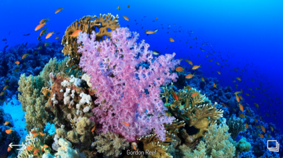 Gordon Reef- Red Sea