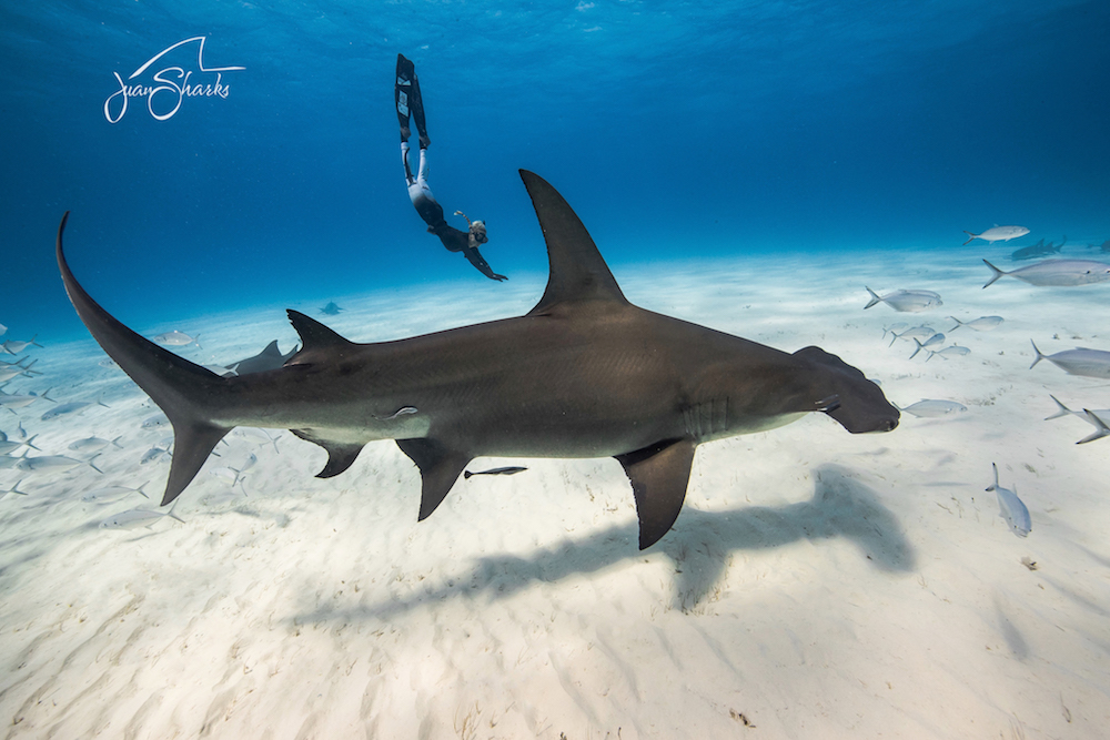 ocean ramsey Photo: Juan Oliphant