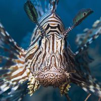 Lionfish live in the Red Sea