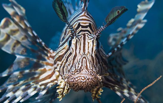 Lionfish live in the Red Sea