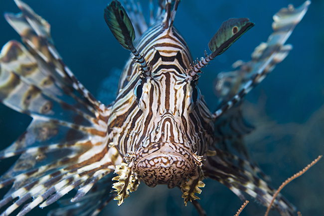 Lionfish live in the Red Sea