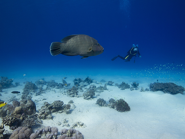 Napoleon wrasse and diver