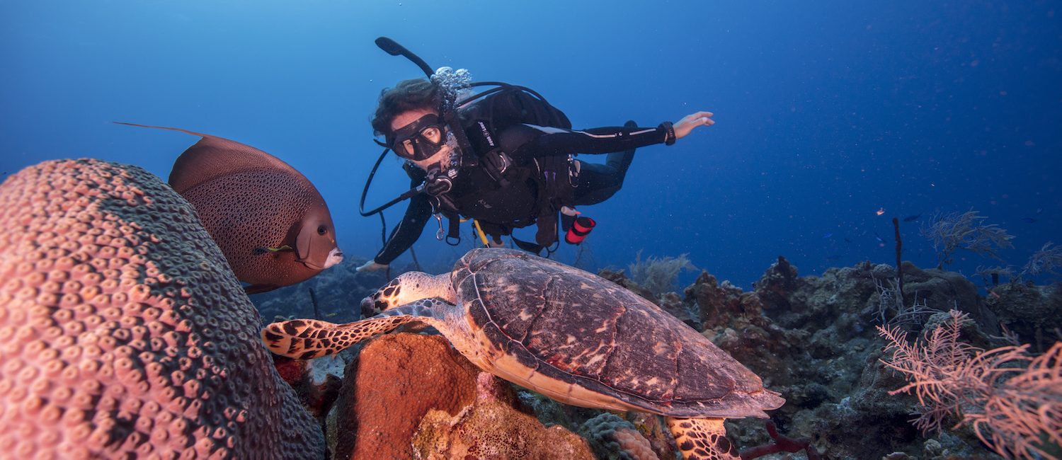 7 Ocean-Saving Charities to Support Right Now