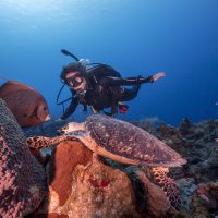 a scuba diver underwater looking at a turtle