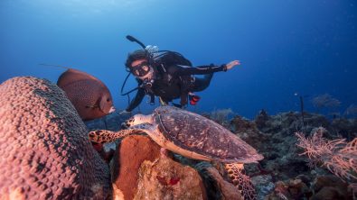 a scuba diver underwater looking at a turtle