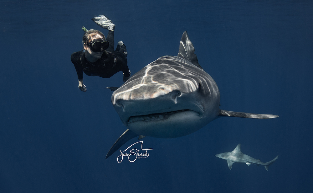 Learning Shark Communication with Ocean Ramsey