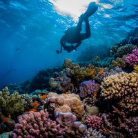Red Sea Diving - reef