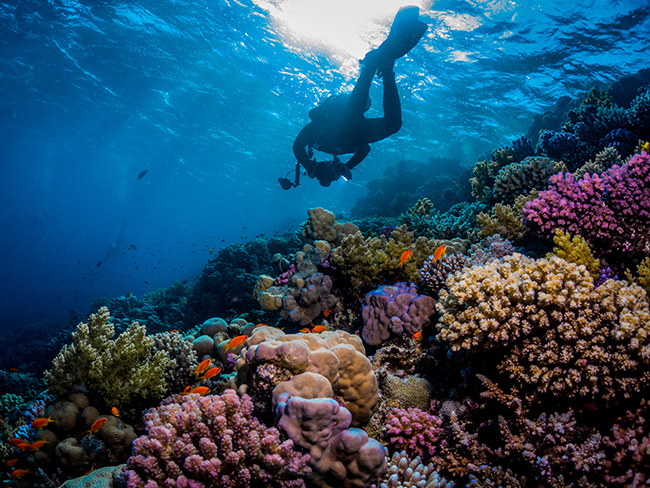 Red Sea Diving - reef 