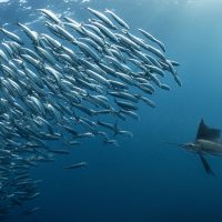 Sailfish South Africa