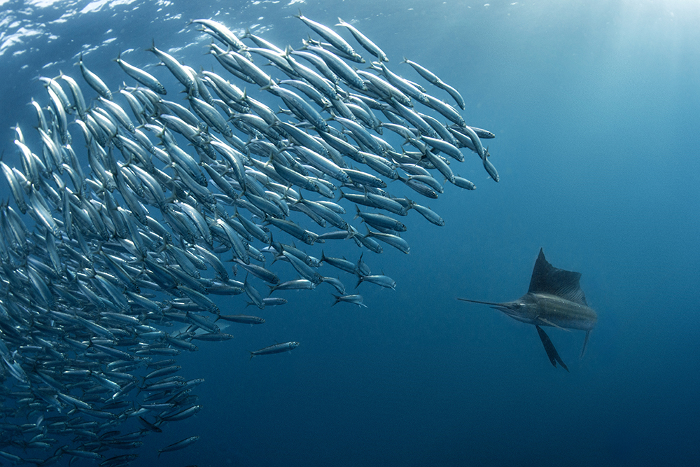 Sailfish South Africa