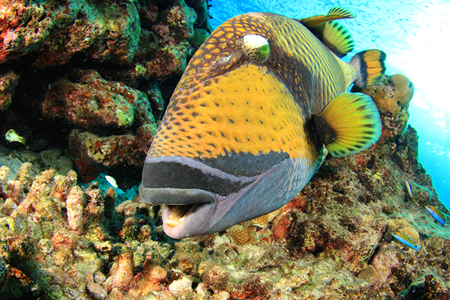 Titan triggerfish live in the Red Sea