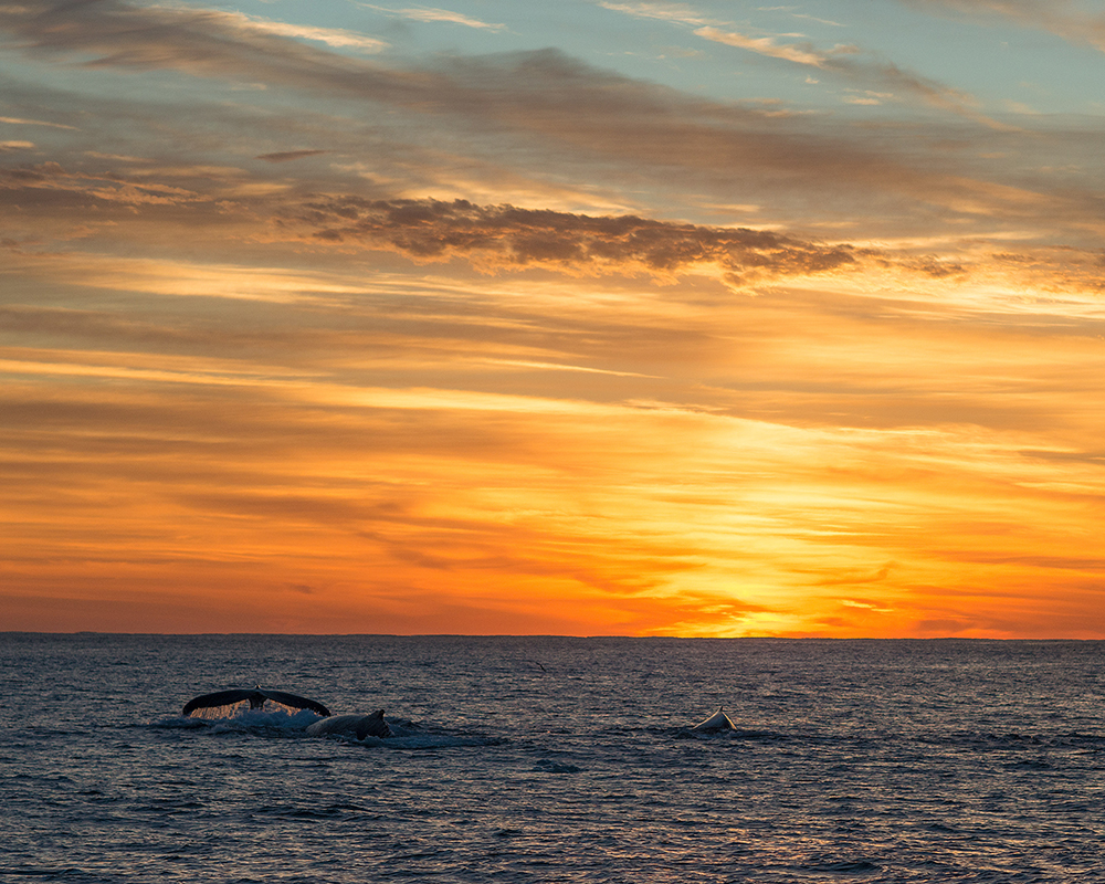 Whales breaching the surface of the ocean in South Africa at sunset which is the perfect end to a day of sardine run diving