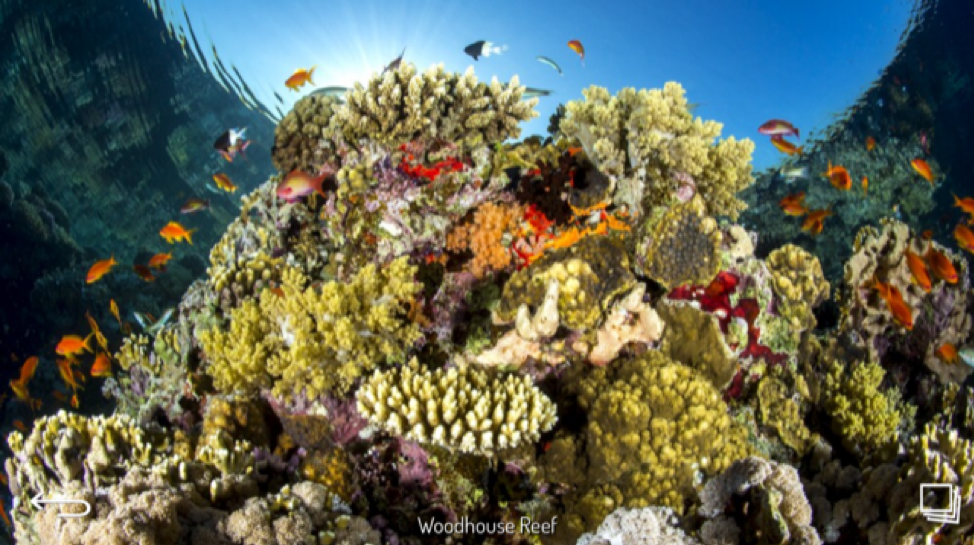 Woodhouse Reef - Red Sea