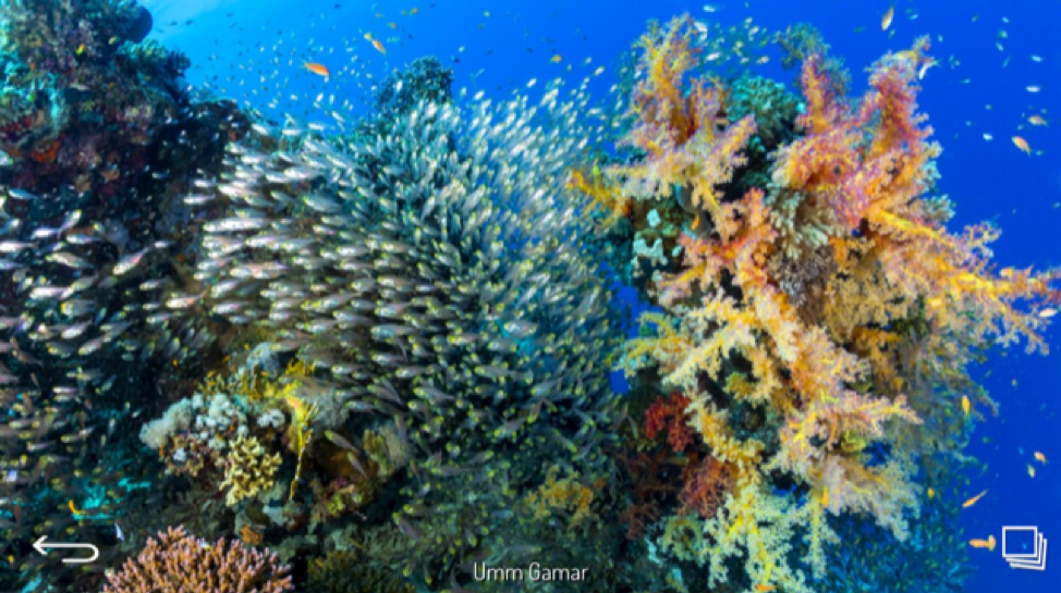 Scuba Diving the Red Sea