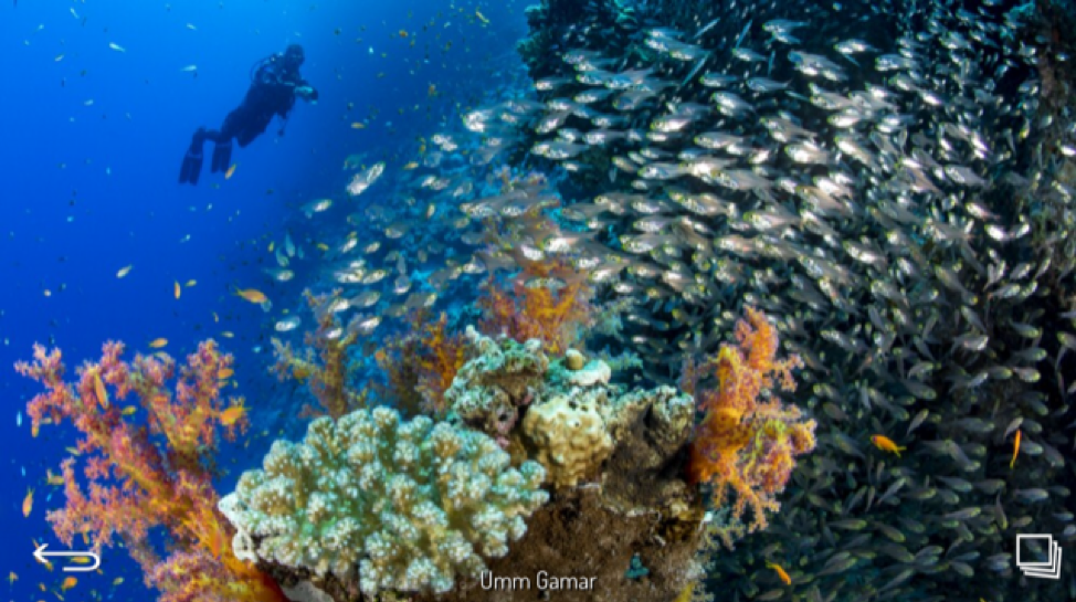 Scuba Diving the Red Sea