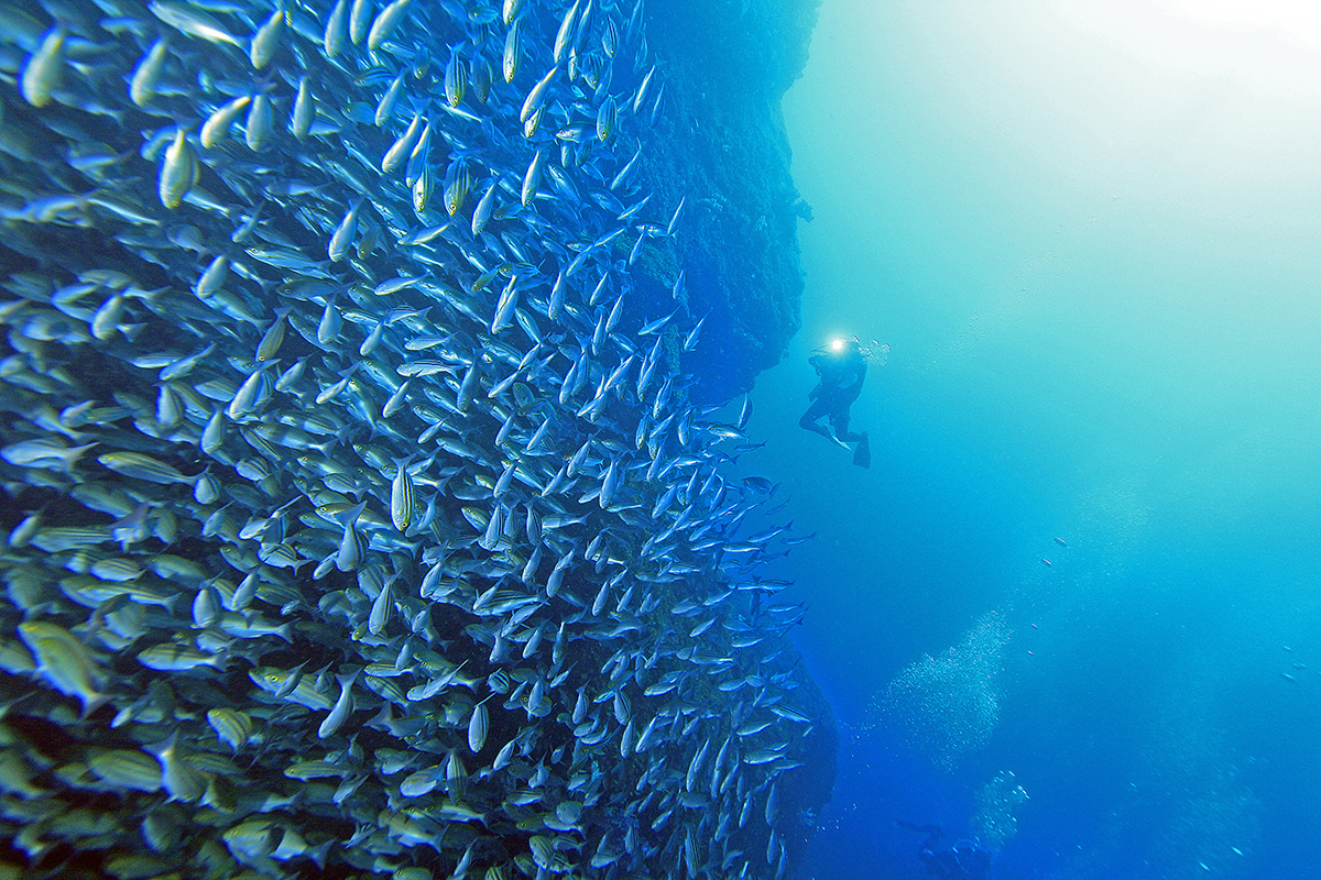 世界遺産 沖ノ島 への 聖地巡礼 ダイビングに注目