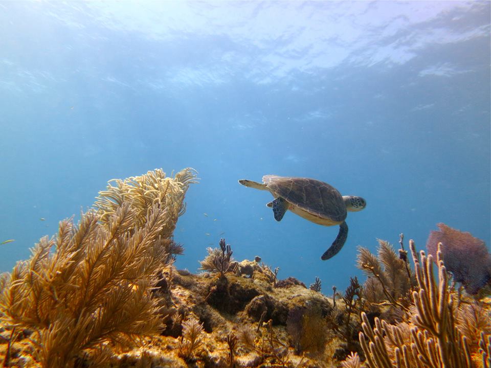 ActionQuest Sea Turtle on Reef