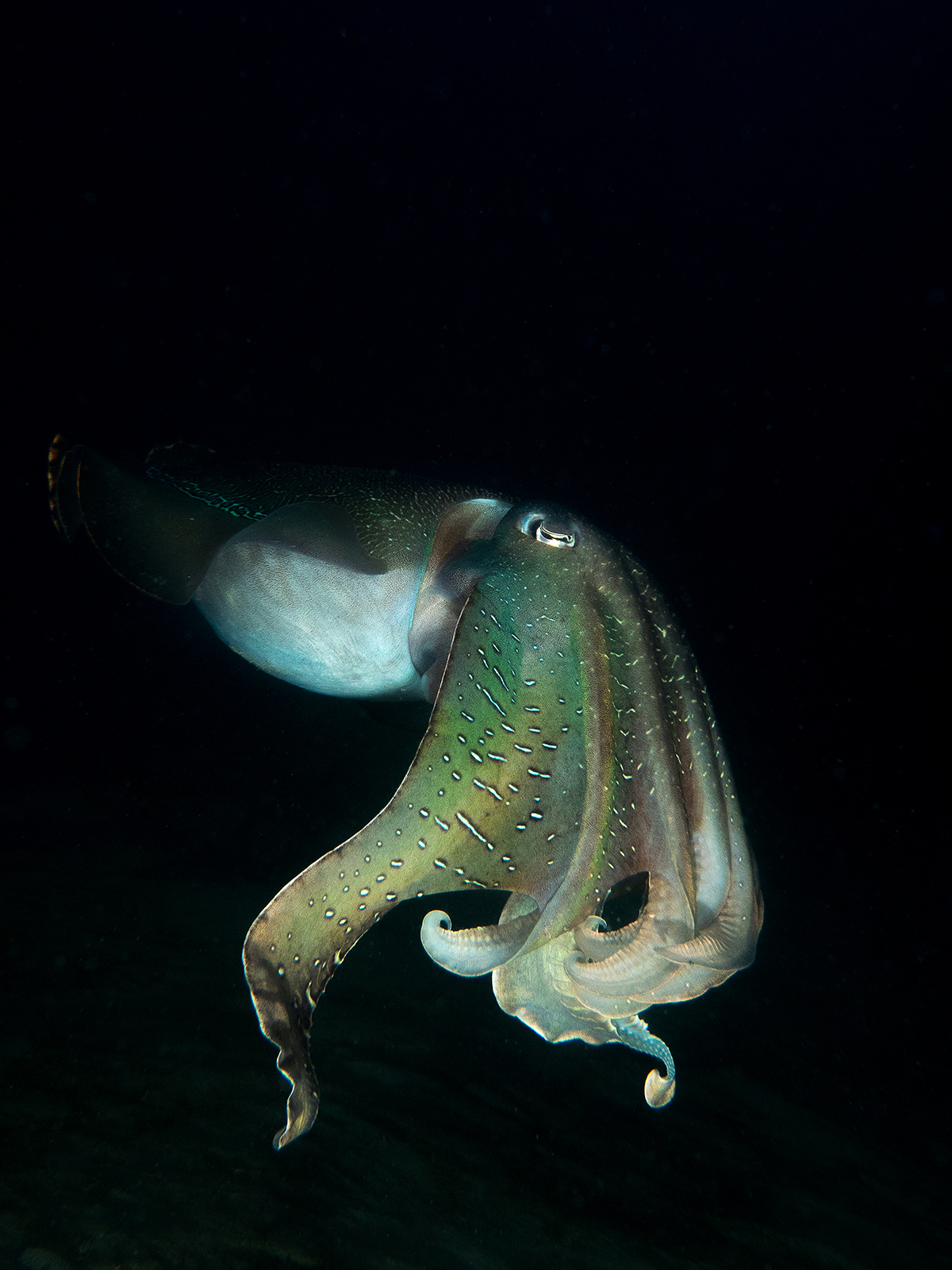 Cold Water Photography - Giant Cuttlefish