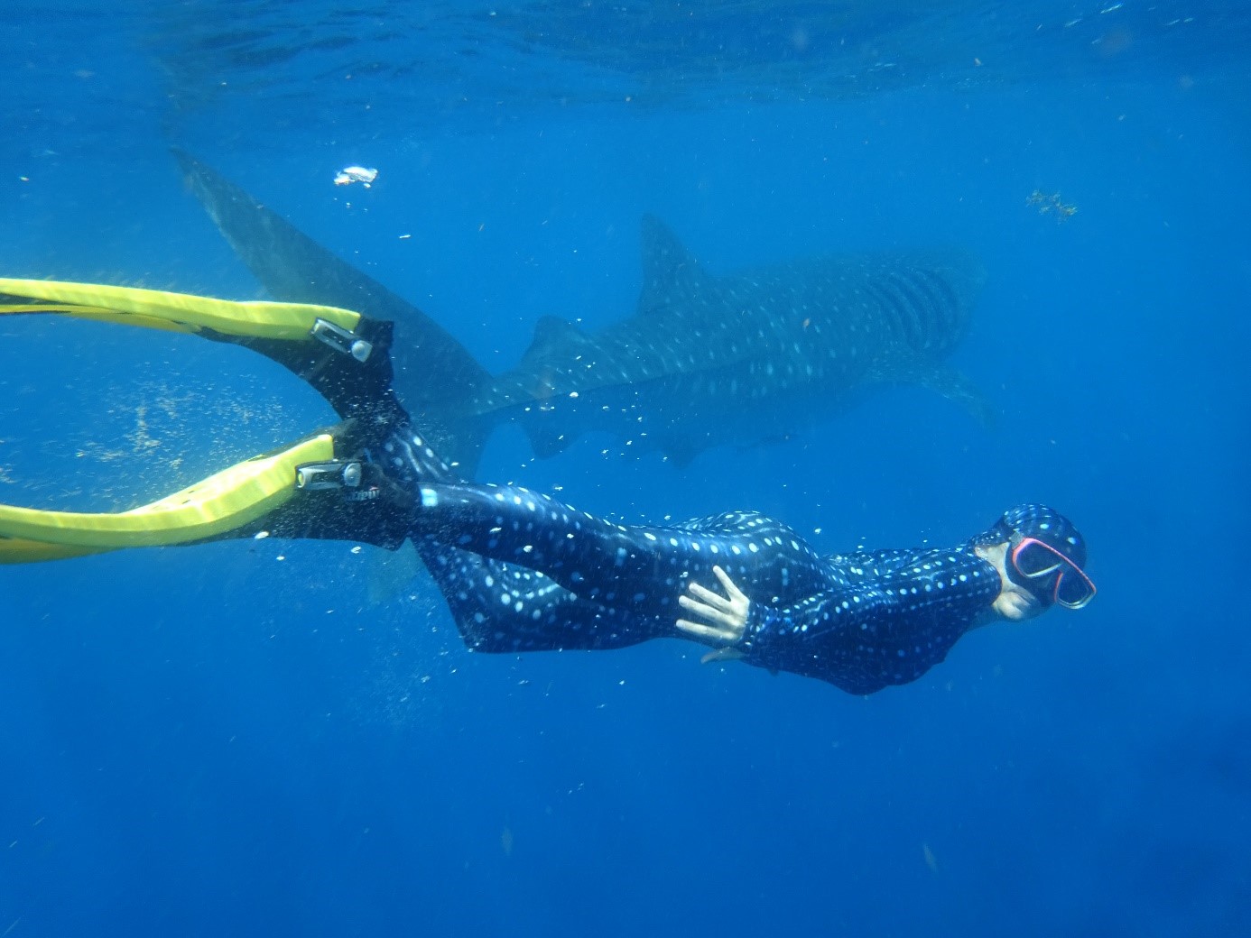 Female Dive blogger and whale shark