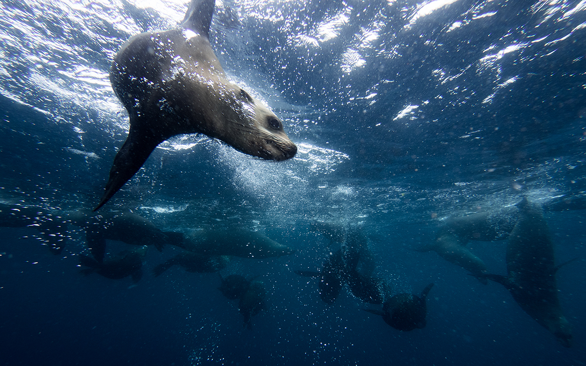 Cold Water Photography - Fur Seals