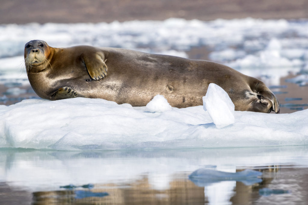 Bearded Seal Spitsbergen Hope Spot - Photo By Kip Evans - Mission Blue