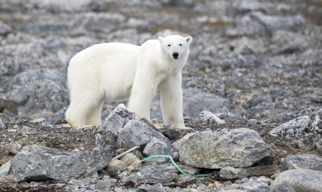 Polar Bear Spitsbergen Hope Spot - Photo By Kip Evans