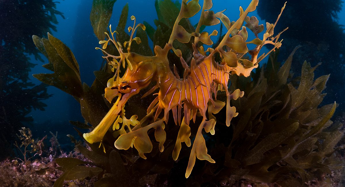 Get To Know the Leafy Sea Dragon