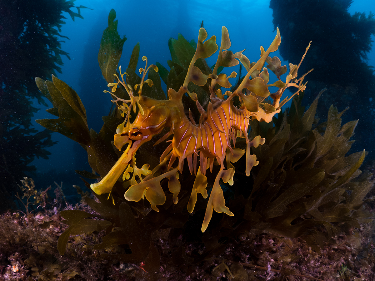 Cold Water Photography - Leafy Sea Dragon