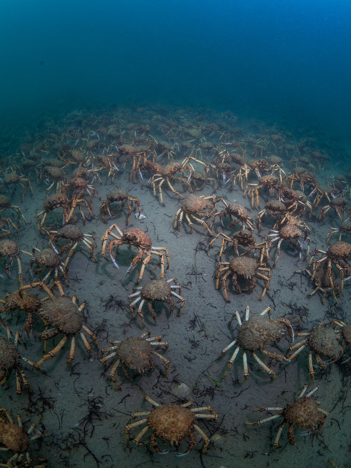 Cold Water Photography - spider crab migration