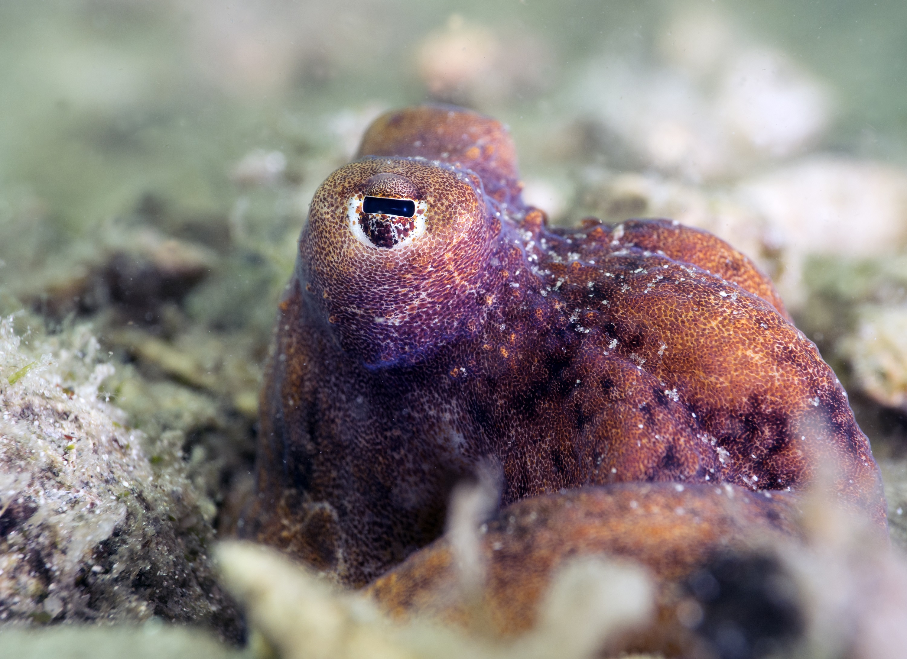 Atlantic Longarm Octopus Chelsea Bennice