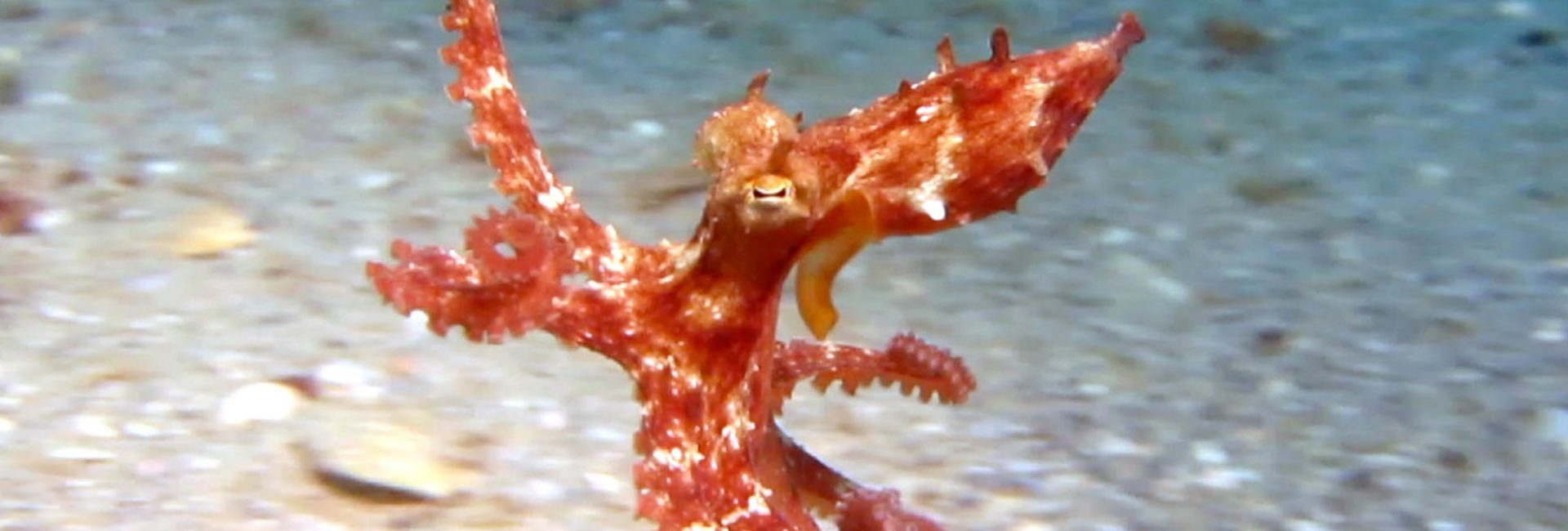 OctoGirl: Using Scuba Diving to Conduct Octopus PhD Research
