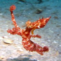 Common Octopus Chelsea Bennice