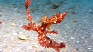 Common Octopus Chelsea Bennice