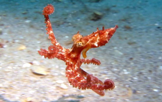 Common Octopus Chelsea Bennice