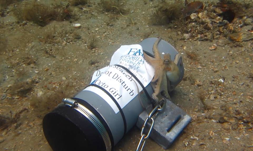 Octopus Monitoring Gadget Chelsea Bennice