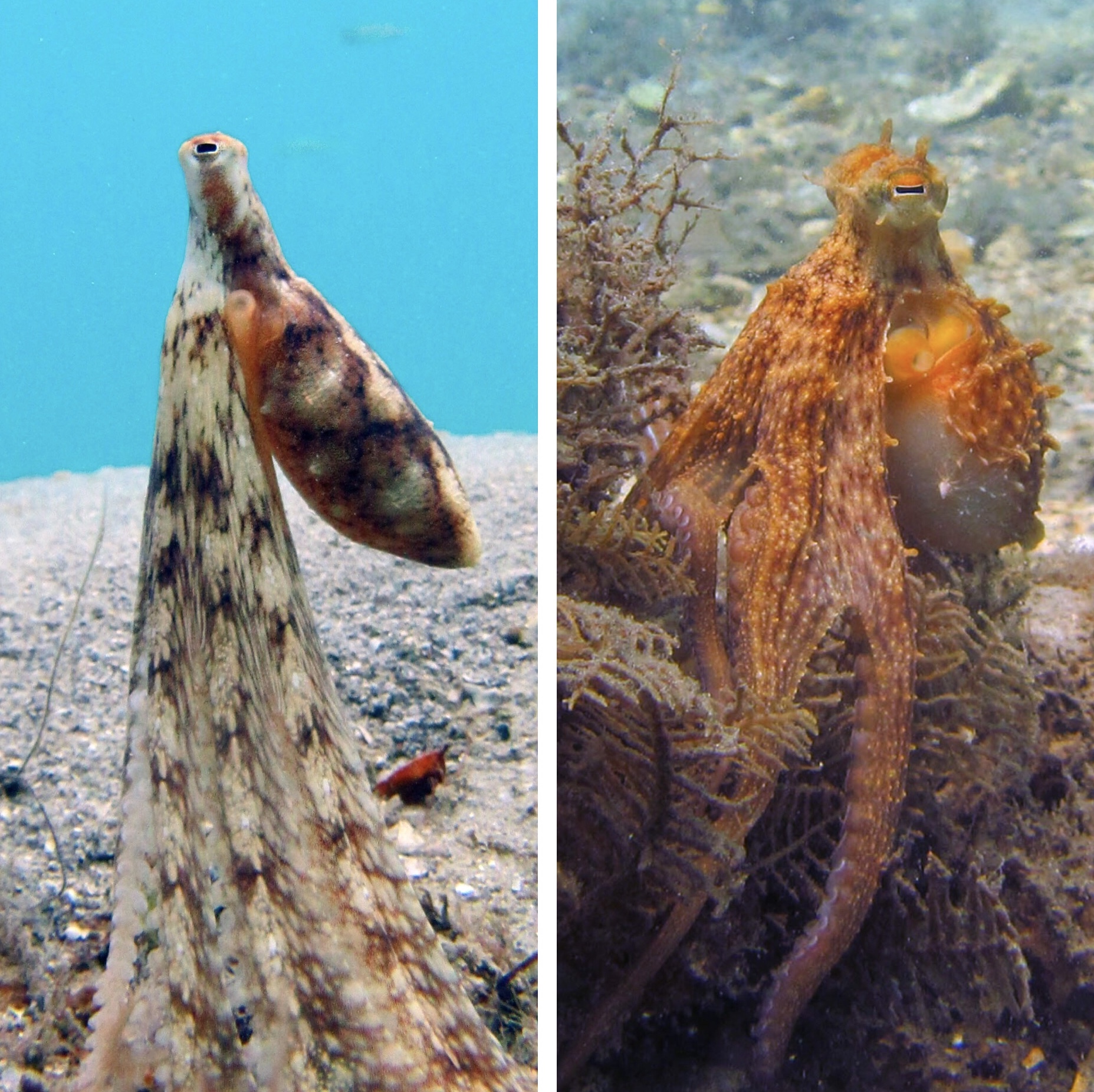 Two Octopus Species Chelsea Bennice